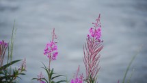 Fireweed Flowers Next To A River