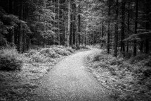 a trail through a forest 