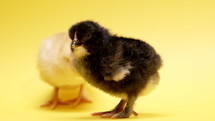 Newborn yellow and black chicks. Couple of babies little chickens isolated on studio background. Concept of traditional bird, spring celebration. Symbol of happy Easter. High quality 4k footage
