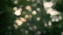 Abstract Forest Leaves Bokeh Background