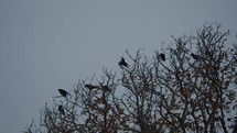 Birds resting in bare tree limbs and flying off