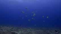 Shoal of pennant coralfish has been filmed underwater in the North of the Maldivian Archipelago, in November 2022.

The shots are taken with Sony A1 with SEL 2860 & Nauticam Housing and WACP1 underwater lens
Shot are native 8K30p in 422 10 Bits / edited with DaVinci Resolve