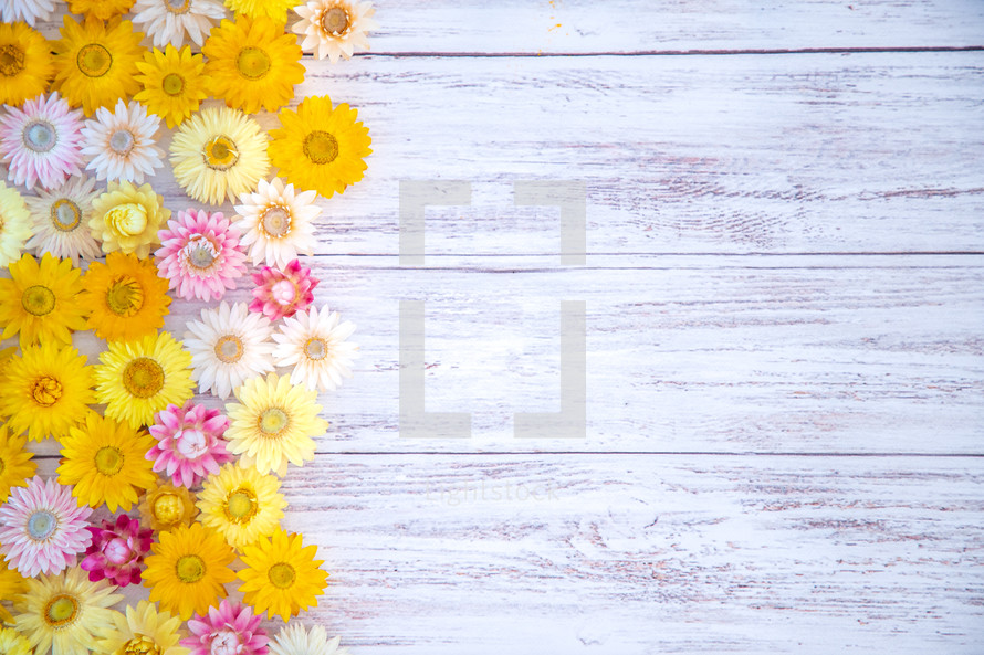 flowers on a white wood background 