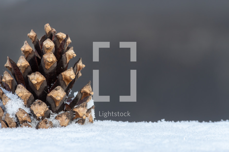 single pine cone in the snow 