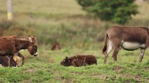 Slow motion of a mother donkey and its baby walking on a grassy hill with grazing cows in the background.