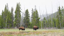 Group of Bisons at Yellowstone National Park, Wyoming, Usa, North America, America
