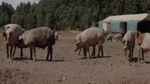 Pigs on a farm, domesticated farm animals, rural setting and livestock