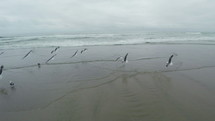 seagulls running on a beach 
