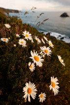 daisies on a cliff 