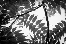 black and white leaves and branches 