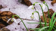 Timelapse of snowdrop flowers blooming and spring snow melting.
