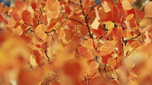 orange fall leaves blowing in the breeze 
