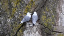 Two Seagulls Sitting on a Nest on a Cliff Face and Shaking Feathers, Ireland
