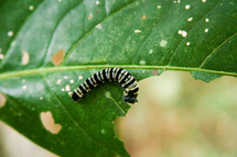 caterpillar eating a leaf 