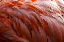 pink flamingo feathers 