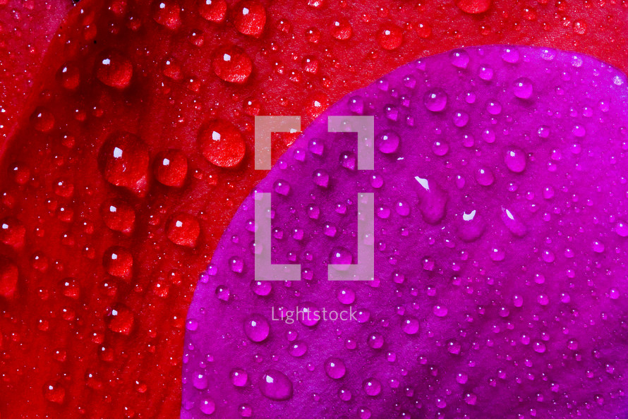 water droplets on a red and purple flower 