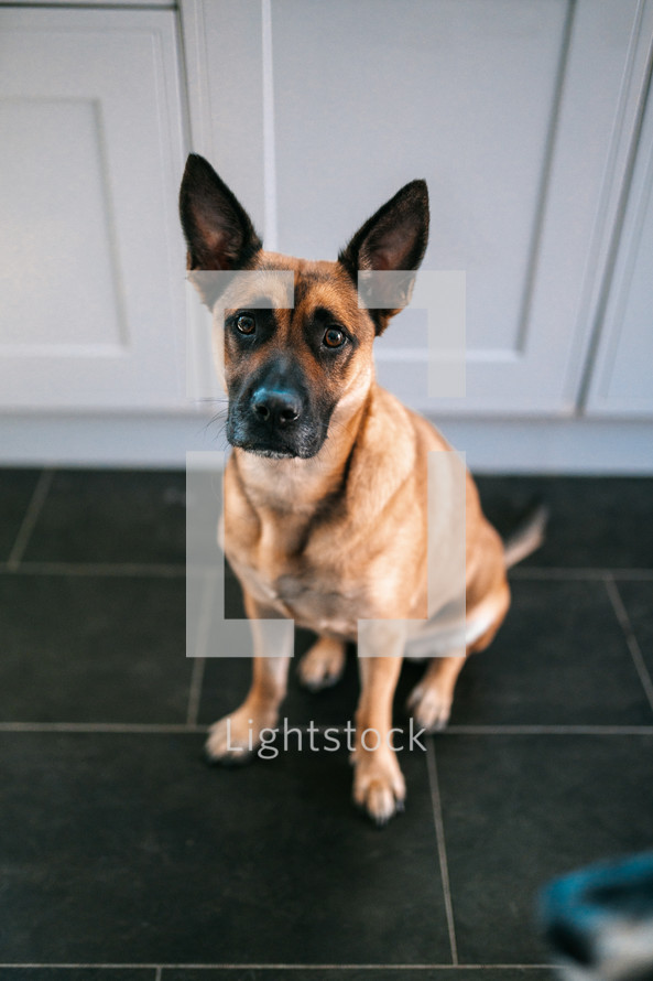 Brown German Shepherd dog, cute Belgian Malinois cross breed hound