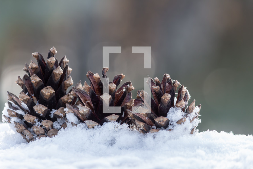 three pine cones in the snow 