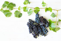 grapes on a white background 