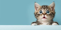 Cute cat smiling and isolated on blue background with copy space