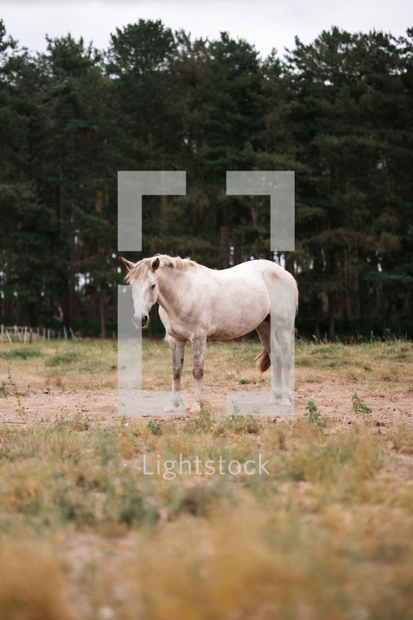 White horse standing in a field, equestrian woodland photo