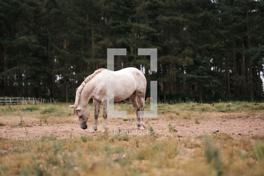 White horse standing in a field, equestrian woodland photo