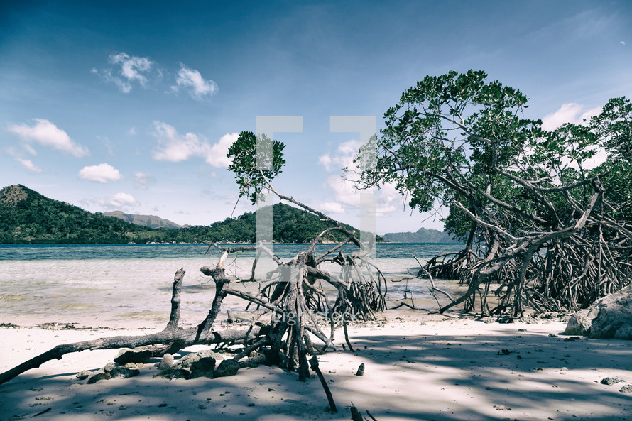 fallen trees on an island beach 