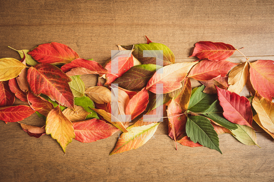 Red, orange, yellow and green autumn leaves on a wood background