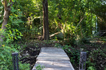 Bridge over creek with trees in forest