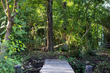 Bridge over creek with trees in forest