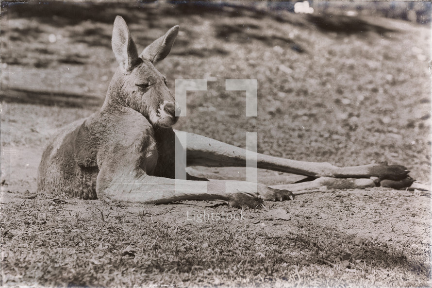 resting kangaroo 