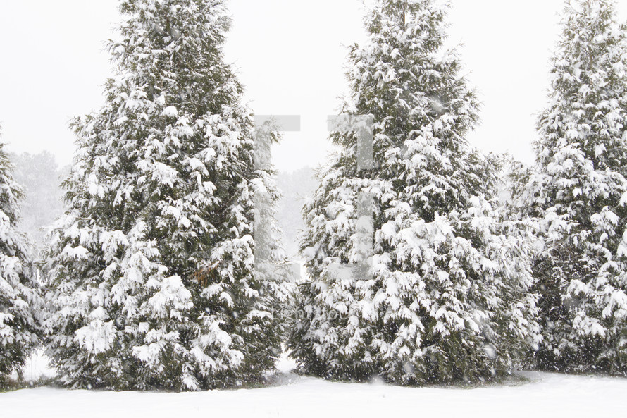 snow covered pine trees in winter 
