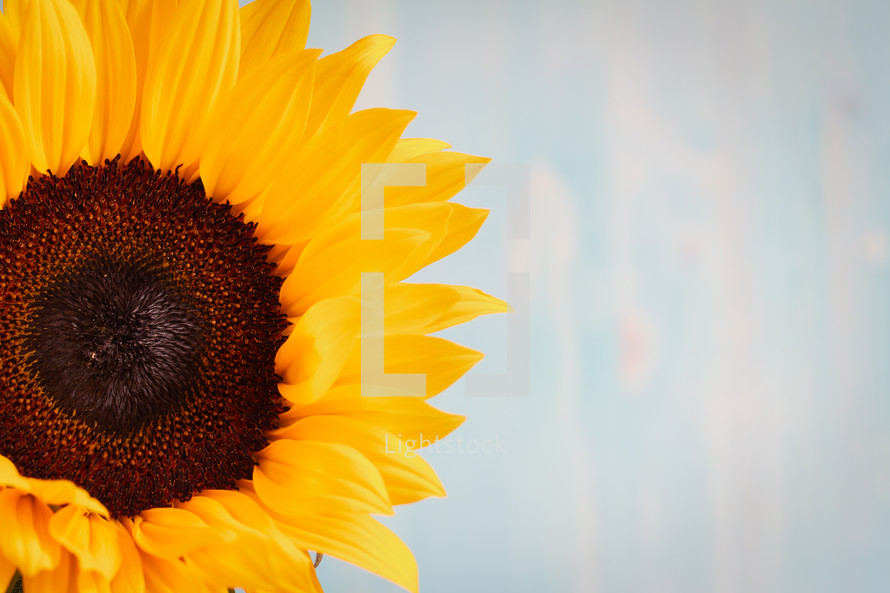 sunflower agains a blue wood background 