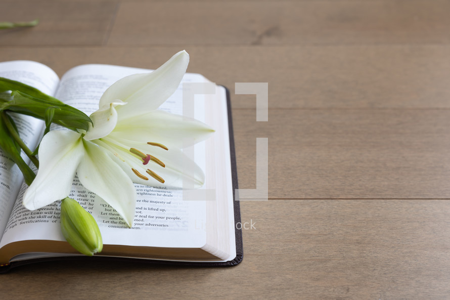 white lily on the pages of a Bible 
