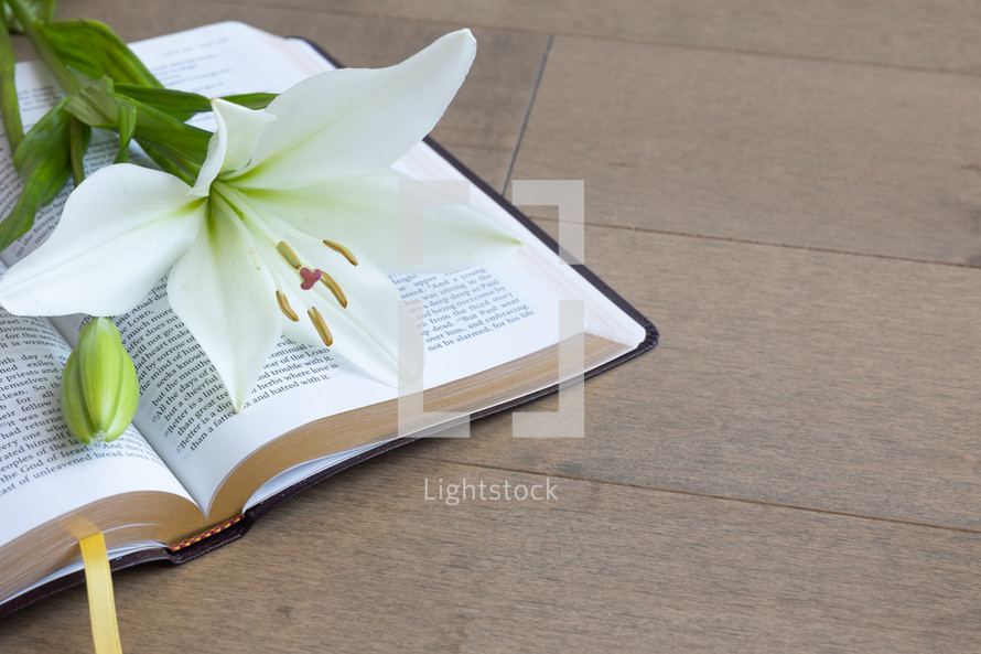 white lily on the pages of a Bible 