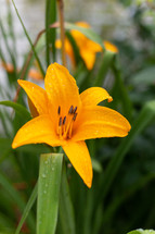 wet yellow lily 