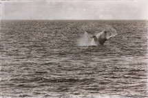 whale in the ocean 
