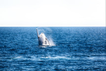 breaching whale 