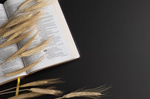 wheat on the pages of a Bible 