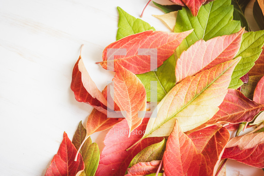 Border of autumn leaves on a white background with copy space