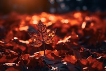 Bokeh Autumn Leaves