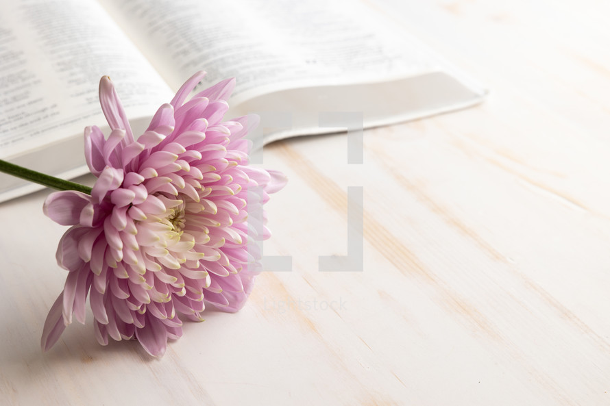 light purple flower on white background with Bible