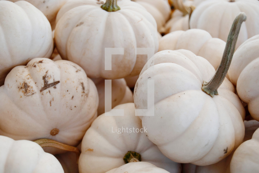 white mini pumpkins 