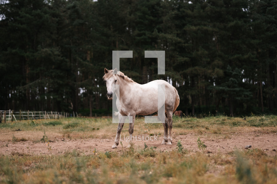 White horse standing in a field, equestrian woodland photo