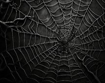 spider web on dark background, black and white color tone.