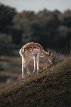 Lone European Fallow Deer grazing on a hill