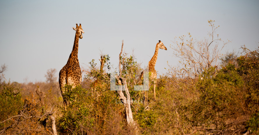 giraffe in South Africa 