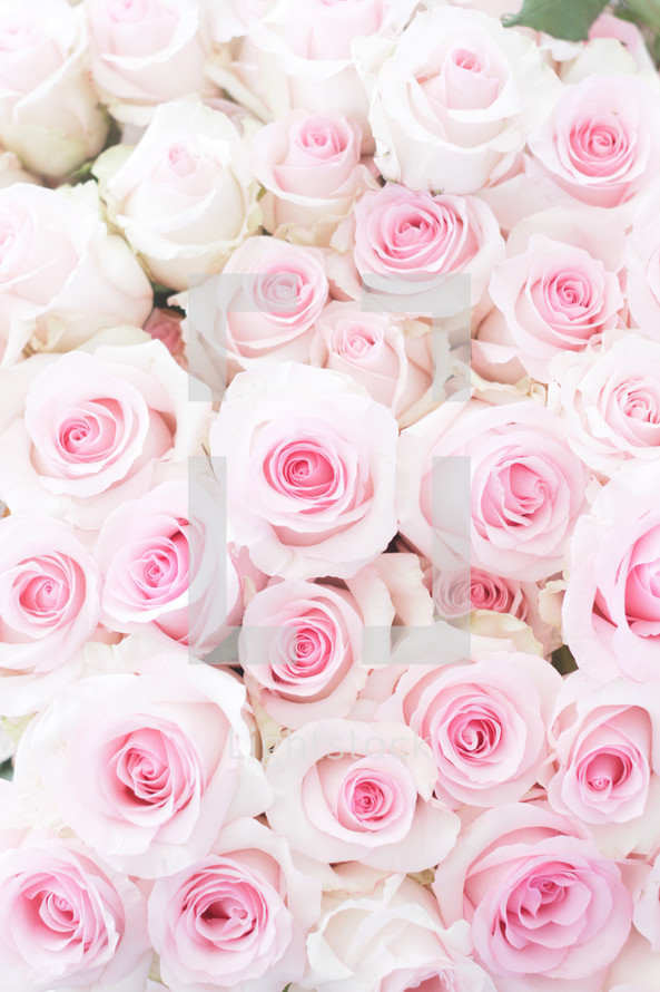 bouquet of pink roses 