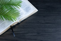 Palm leaves laying on open bible on dark wood background