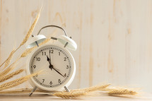 alarm clock with wheat on white background 